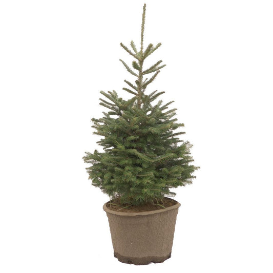 MINI - Natural Christmas Tree <1 meter